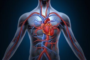 Cardiovascular system