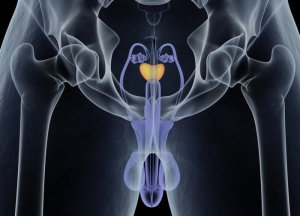 Prostate gland