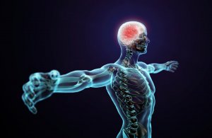Central nervous system